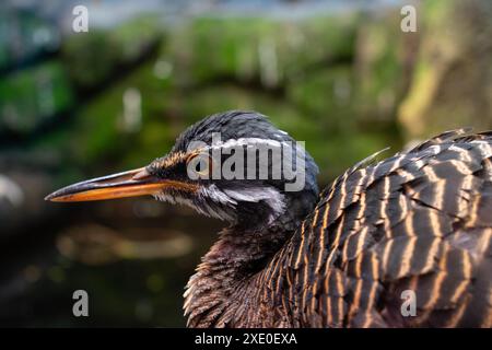 Sunbitter closeup, Eurypyga helias Stock Photo