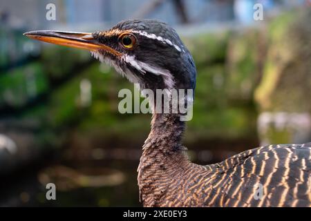 Sunbitter, Eurypyga helias in the Universeum Gothenborg Stock Photo