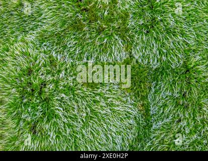Dew drops on bright green grass Stock Photo