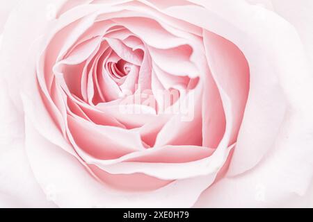Pink pale rose flower petals, soft focus. Macro flowers backdrop Stock Photo