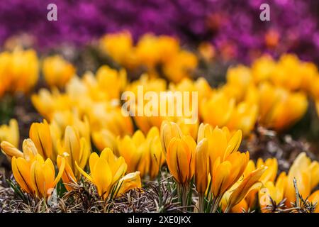 Spring in spring garden. Blooming yellow crocus flowers on sunny day Stock Photo