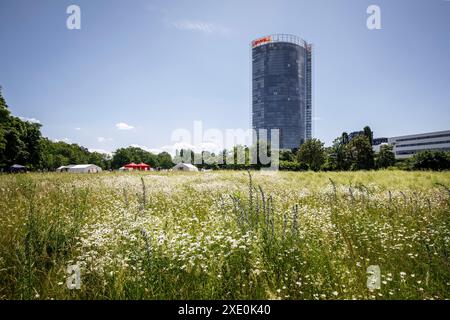 view from the Rhine floodplain to the Post Tower, headquarters of the logistics company Deutsche Post DHL Group, Bonn, North Rhine-Westphalia, Germany Stock Photo