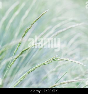 Background from decorative grass Blue fescue. Spikelets of Festuca glauca Stock Photo