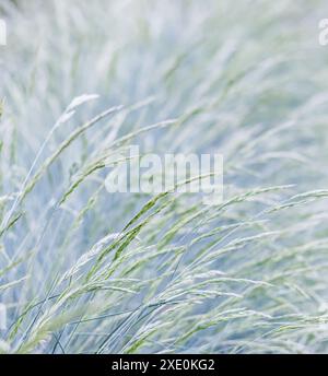 Background from decorative grass Blue fescue. Spikelets of Festuca glauca Stock Photo