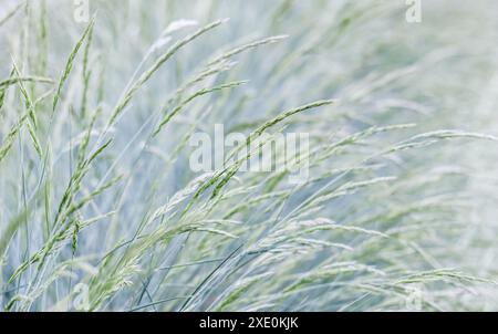 Background from decorative grass Blue fescue. Spikelets of Festuca glauca Stock Photo