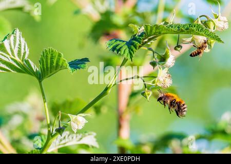 Bumblebee in flight and the bee is on the flower. Insects pollinating raspberry flowers Stock Photo