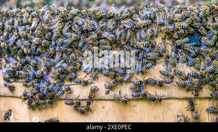 Swarming bees. A swarm of bees flew out of a hive in an apiary Stock Photo