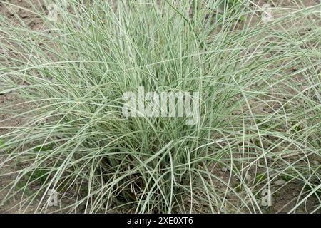 Maiden Grass Miscanthus sinensis 'Morning Light' Stock Photo