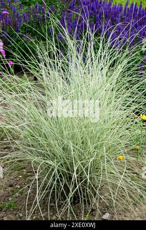 Maiden Grass Miscanthus sinensis 'Morning Light' Stock Photo