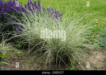 Maiden Grass Miscanthus sinensis 'Morning Light' Stock Photo