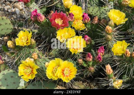 Hunger Cactus Flowers Cliff Prickly Pear Plains Pricklypear Opuntia flower desert plant Stock Photo