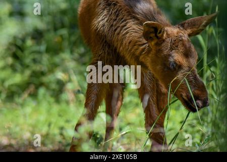 A young moose in the gras Stock Photo