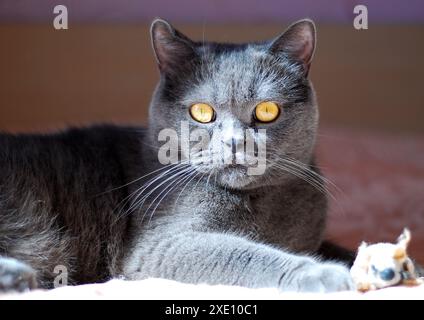 A gray cat of British or Scottish breed lies on the bed Stock Photo