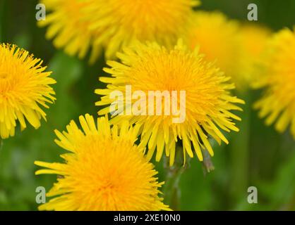 Several yellow dandelions close up on lawn Stock Photo