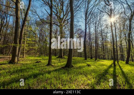 Landscape in spring forest with shadows Stock Photo