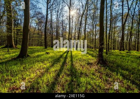 Landscape in spring forest with shadows Stock Photo