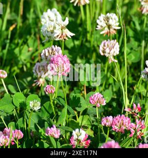 Clover blooms with white and pink flowers. wild meadow Stock Photo