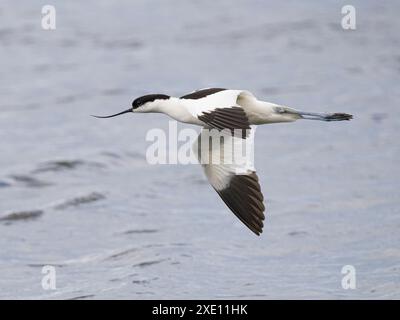 Avocet (Recurvirostra avosetta) in flight, WWT Welney, Norfolk, England Stock Photo