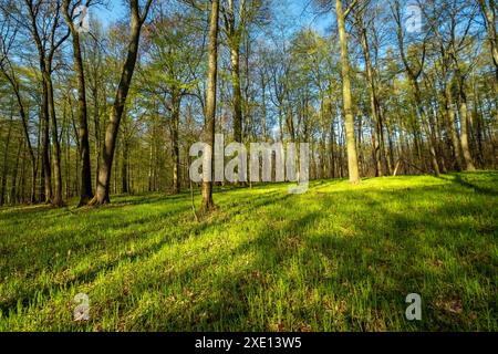 Landscape in spring forest with shadows Stock Photo