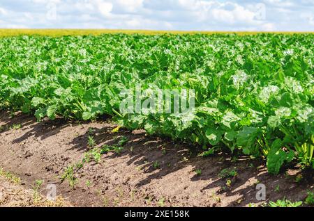 Rows of tall green beetroot leaves in dry soil. Side view of a beet field. Growing vegetables Stock Photo