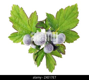 Leaves and flower buds of decorative Japanese Anemone plant isolated Stock Photo