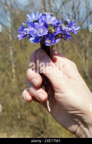 An elderly woman hold in hand  a first spring  forest   blue flowers Stock Photo