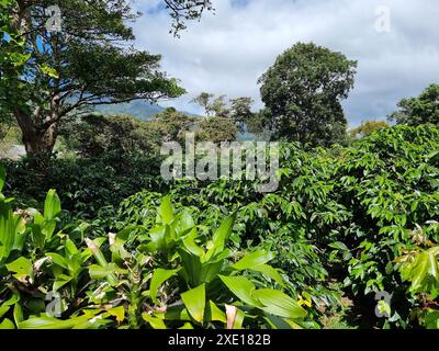 Panama, Boquete hills, coffee plantation in a tropical forest Stock Photo