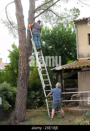 lumberjack on a ladder for cutting a tree Stock Photo