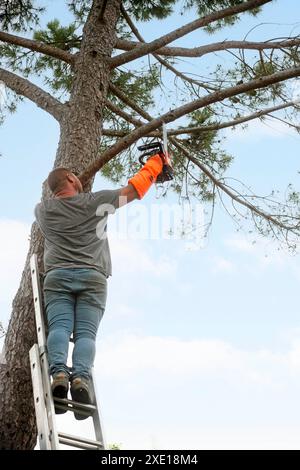 lumberjack on a ladder for cutting a tree Stock Photo