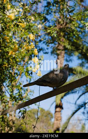 Collared dove with soft grey feathers and a distinctive black neck ring perched on a metal beam amidst lush greenery in Maria Luísa park Stock Photo