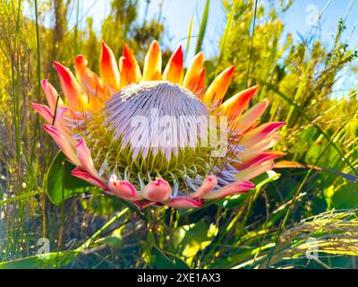 King Protea Fynbos flowers on coastal mountainside in Cape Town Stock Photo