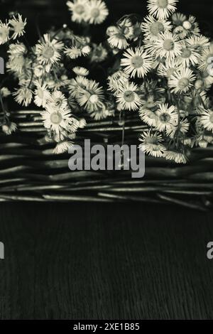 Bouquet of small daises in wicker basket, monochrome. Chamomile flowers in basket on table. Cozy interior with white flowers. Rural lifestyle. Stock Photo