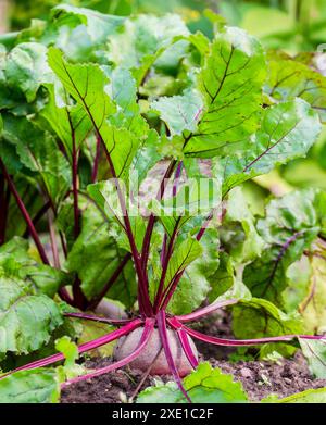 Fresh beetroot grows in the ground Stock Photo