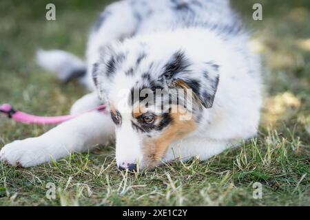 Young Australian Shepherd dog rests on the grass in the garden. Playful blue merle Australian shepherd dog in summer. Stock Photo