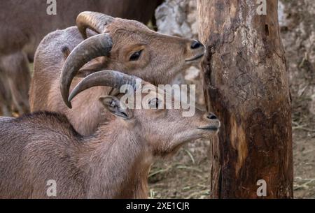 Two young mountain goats with curved horns standing near a tree trunk in a natural habitat Stock Photo