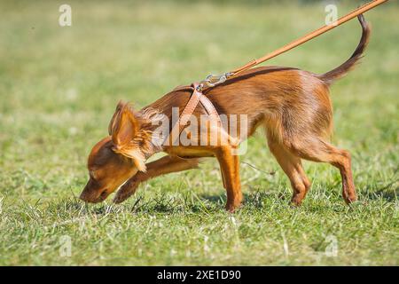 Red Russian long haired Toy Terrier walking on a green lawn. Russian Toy Terrier sniffing. Stock Photo