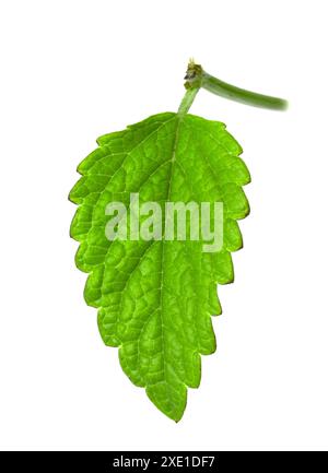 Lemon balm leaf isolated on white background. Fresh aromatic herbs for drinks. Stock Photo