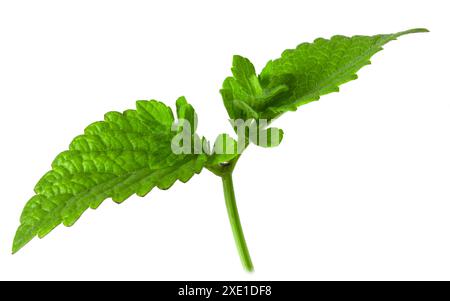 Lemon balm leaves isolated on white background. Stock Photo