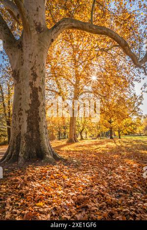 geography / travel, Germany, Hesse, Mighty plane tree at Biebrich palace garden, ADDITIONAL-RIGHTS-CLEARANCE-INFO-NOT-AVAILABLE Stock Photo