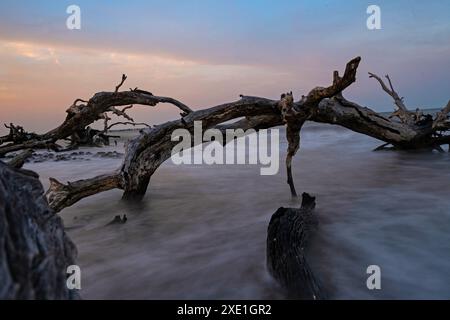 Driftwood beach at Jekyll Island in Georgia in the blue hour Stock Photo