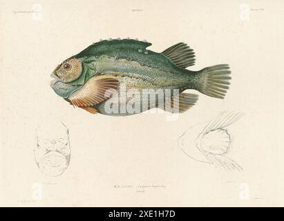 Plate showing the Lumpfish (Cyclopterus lumpus) or lumpsucker.   Book 'Voyage en Islande et au Groënland' by Louis-Eugène Robert. Illustrated by Antoine Maurin and published in 1835-1836. credit:Photo12 Stock Photo