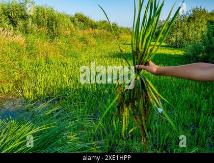 This drainage channel overgrown with macrophites Stock Photo