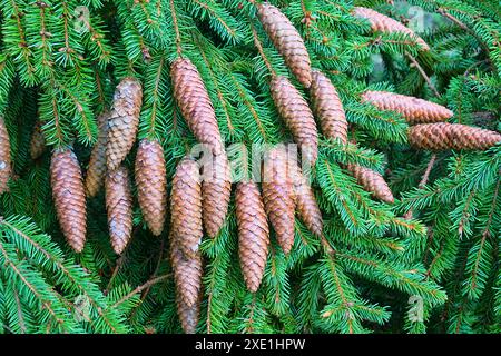 Cones from the top of the spruce Stock Photo