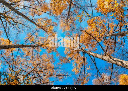 Looking up the pine trees in autumn forest with yellow and red leaves foliage Stock Photo