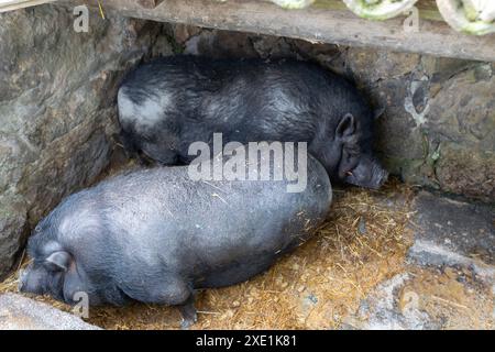 Two pigs are laying down in a pen Stock Photo