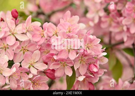 Close up pink Asian wild crabapple tree blossom Stock Photo