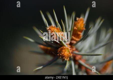 Pine or spruce tree branch with new cones Stock Photo