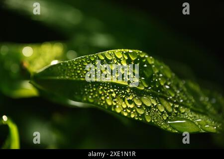 Water drops after rain on green leaf Stock Photo