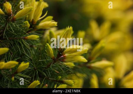 Pine or spruce tree branch with new cones Stock Photo