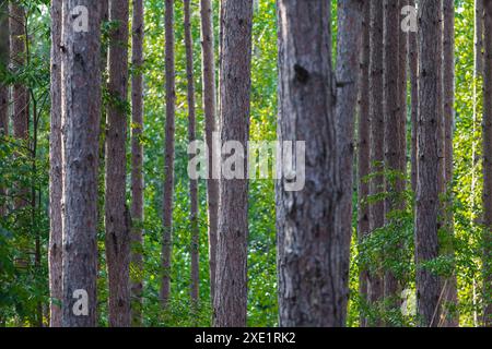 A group of tall evergreen trees, Michigan Stock Photo